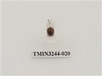 藏品(茄二十八星瓢蟲)的圖片